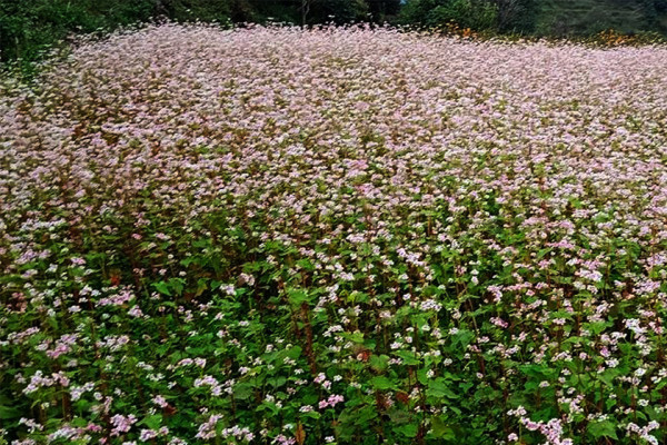 बाँझो जमिन उपयोग गरेर फलाइयो तिते फापर