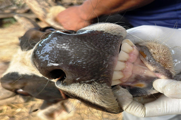 चितवनका गाईभैँसीमा खोरेत रोगको समस्या