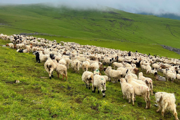 हिउँचितुवाको आक्रमणबाट ३६ भेडाच्याङ्ग्रा मरे, ११ लाखको क्षति