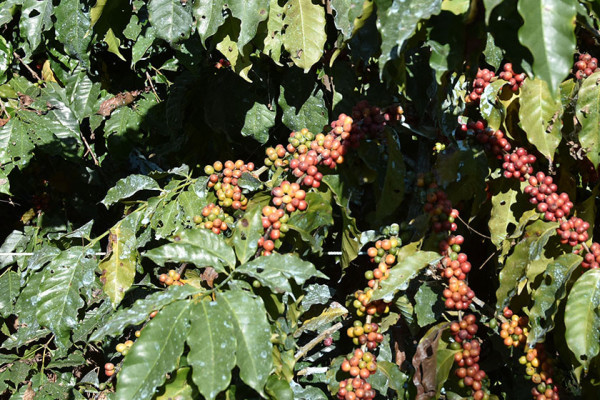 मकै-आलु छाडेर व्यावसायिक कफी खेतीतर्फ आकर्षित किसान