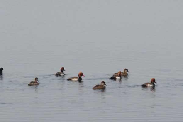 जाडो छल्न आएका चरा फर्किन थाले