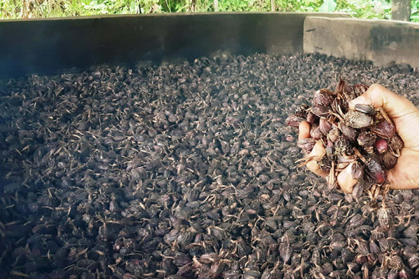 अलैँची निर्यात दोब्बर बढ्यो