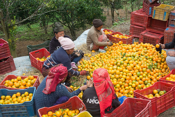 ‘कृषकलाई मौसमले ठग्दो रहेछ’