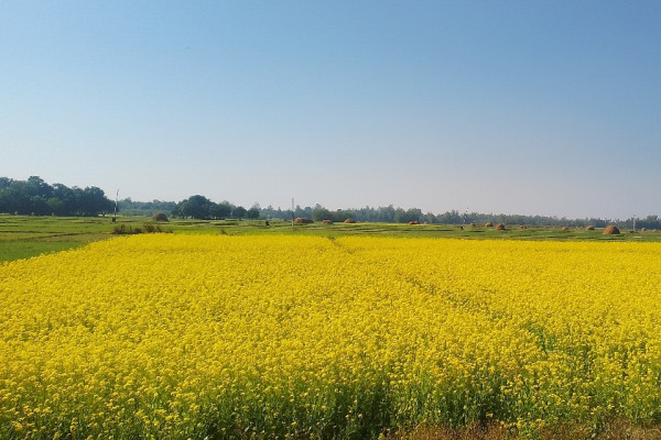 किसानले तोरी लगाउन छोडे, १४ प्रतिशत घट्यो उत्पादन