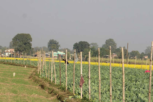 सागसब्जीमा समृद्धि पहिल्याउँदै कञ्चनपुरका दुई किसान