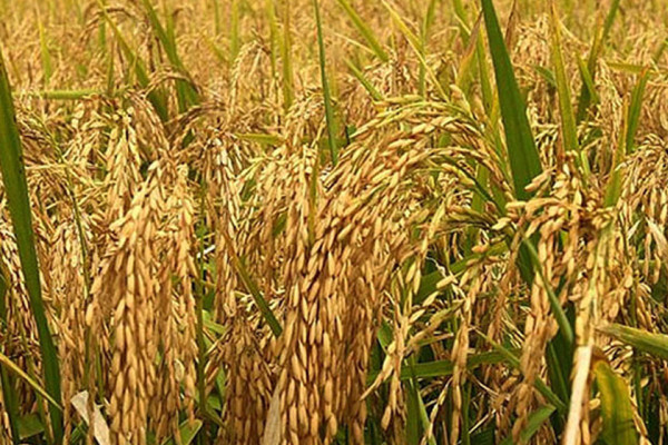 चैते धान ३९ हजार मेट्रिक टनले वृद्धि