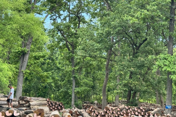 घाटगद्दीमै थन्कियो एक लाख क्युफिट बढी काठ&nbsp;