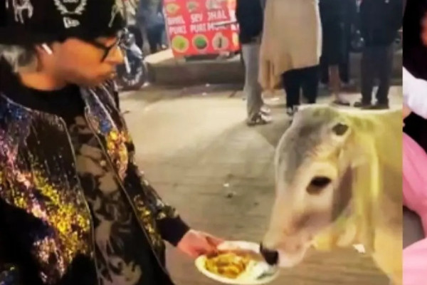गाईलाई ‘चिकेन म:म’ खुवाउने युवक कुटिए, भिडियो भाइरल