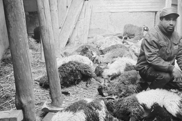 हिउँ चितुवाको आक्रमणबाट १९ भेडा मरे