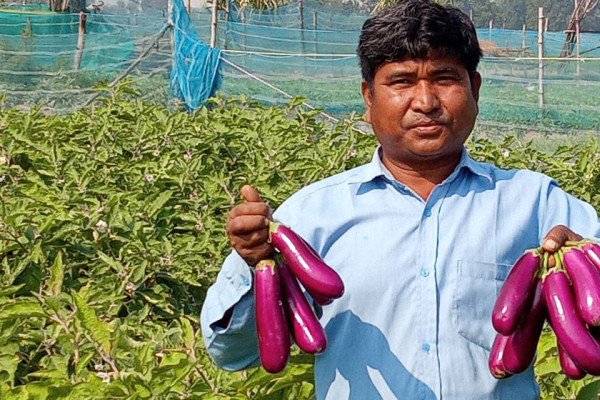 तरकारी खेतीमा जमेका अयोधी