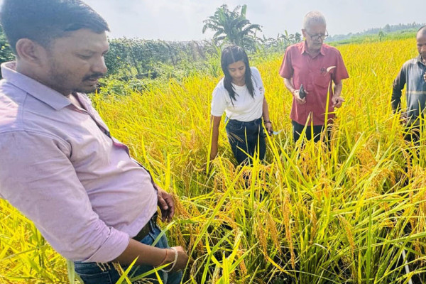 धानको उत्पादन घटेसँगै मूल्यमा पनि गिरावट