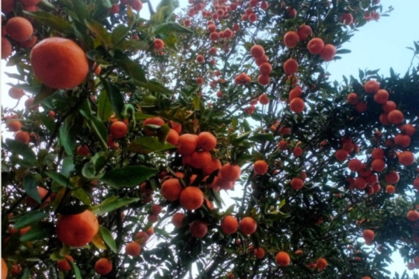 सुन्तलाबाट किसानको जीवन फेरिँदै : वार्षिक ५ लाख कमाइ