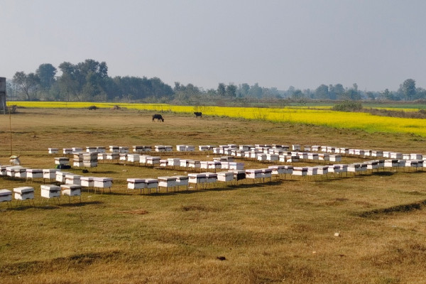 मौरीपालनबाट करोड कमाउने विनोद भन्छन्: पैसा विदेशभन्दा स्वदेशमा धेरै छ