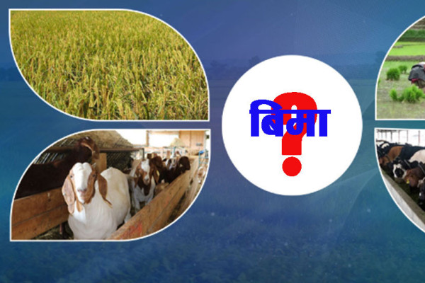 बिमामार्फत किसानले पाए दुई अर्ब ६५ करोड भुक्तानी