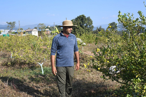 कागती  खेतीमा रमाउँदै छन् सिभिल इन्जिनियर लोहनी
