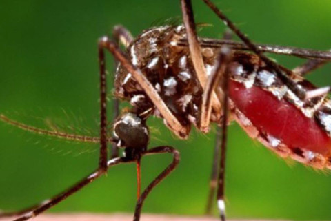 जापानिज ‘इन्सेफ्लाइटिस’ ले लियाे छ जनाको ज्यान