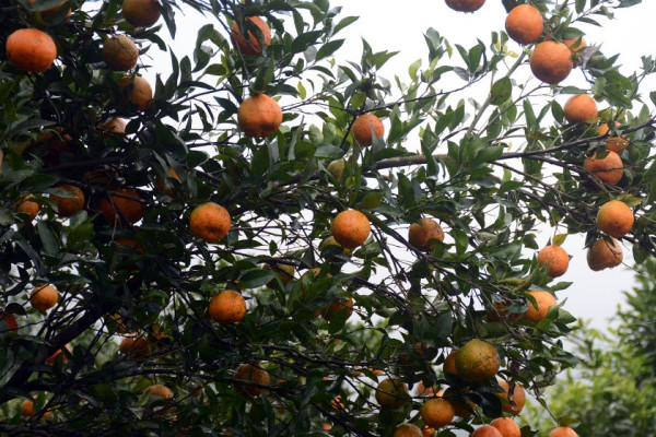 बेनीकोटका किसानले बेचे दुई करोड बढीको सुन्तला, थप विवरण संकलन गरिँदै