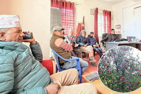 ३६ रुपैयाँ प्रिमियम तिरेका स्याउ किसानलाई २४ रुपैयाँ क्षतिपूर्ति : आन्दोलन चेतावनी