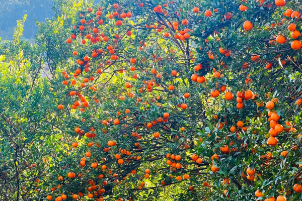 मुग्लिनमा आजदेखि सुन्तला महोत्सव