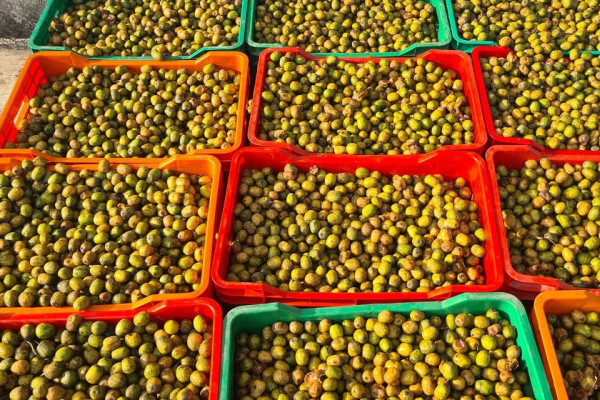 अमेरिकासम्म पुग्छ पर्वतको लप्सी : परिकार बनाउन व्यवसायीलाई भ्याइनभ्याइ