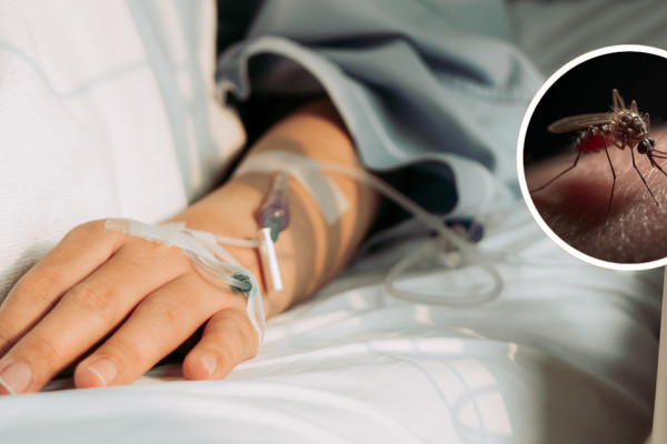 जापानिज इन्सेफ्लाइटिसको जोखिम बढ्दो: यो वर्ष मात्र ३५ जनाको मृत्यु, १७९ संक्रमित