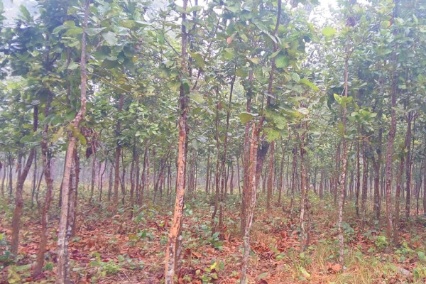 प्रभावकारी बन्दै दिगो वन व्यवस्थापन कार्यक्रम