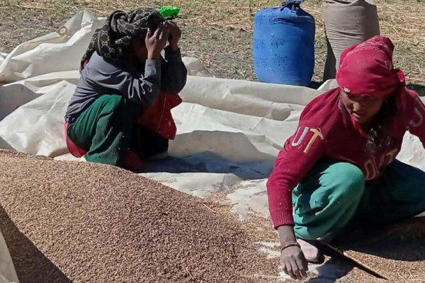 यस वर्ष कर्णालीमा धान उत्पादन घट्यो