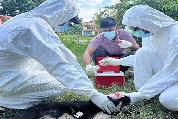 सुदूरपश्चिममा रेबिज सङ्क्रमणको चुनौती बढ्दो