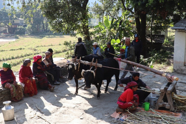 सय वर्षदेखि गोरुले घुमाउने पुरानो कोलमा उखु पेल्दै किसान