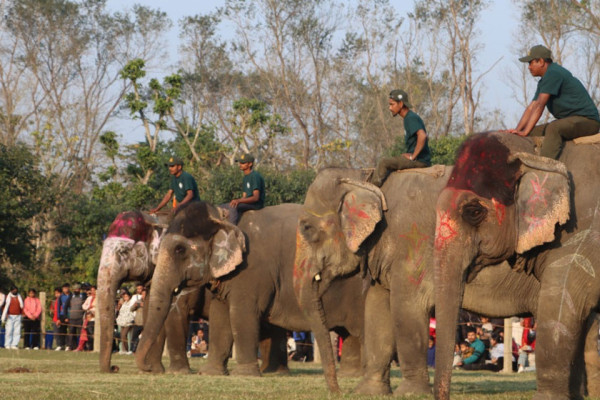 सौराहामा सुरु भयो हात्ती महोत्सव, हात्तीको प्रयोगलाई अन्यथा नलिन आग्रह