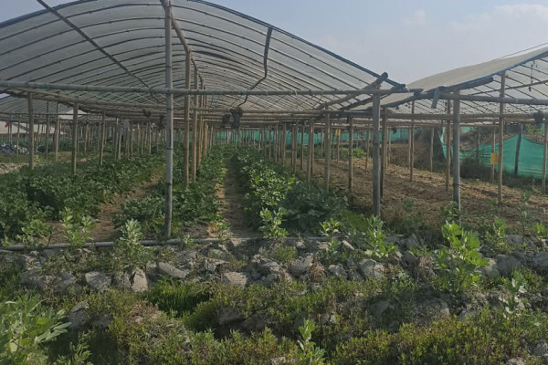 व्यवसायिक खेतीमा रमाएका किसान