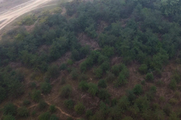 उजाड राप्ती सामुदायिक वनमा फर्कियो हरियाली