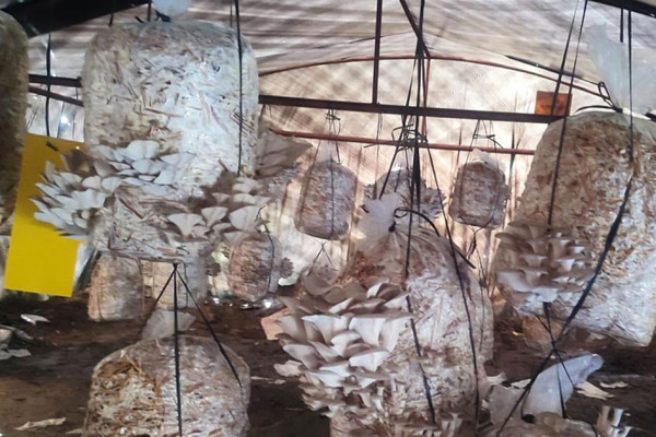 वार्षिक २० अर्बको च्याउ कारोबार, कच्चा पदार्थ ढुवानीमा भने सास्ती