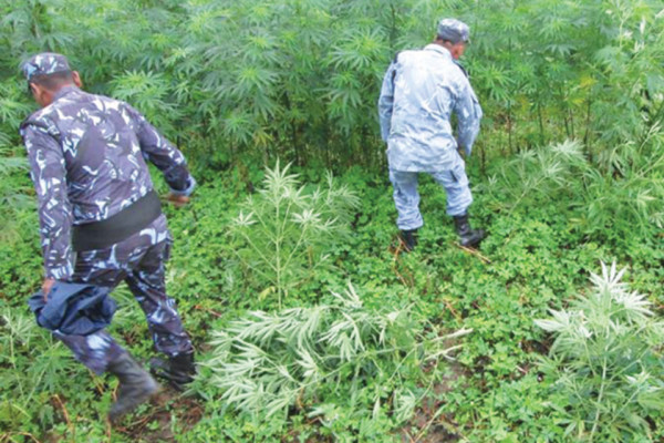 ३० बिघामा लगाइएको गाँजा र अफिमखेती नष्ट