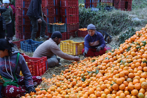 म्याग्दीमा सुन्तला उत्पादनको क्षेत्रफल र मूल्य बढ्यो, उत्पादकत्व घट्यो