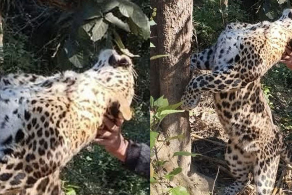 बँदेललाई थापेको पासोमा परेर चितुवा मर्‍यो