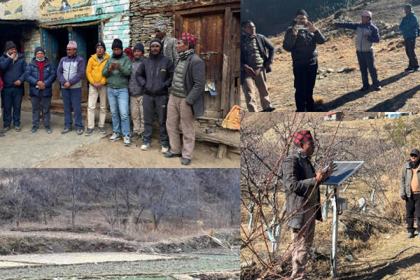 स्याउ बिमा : इन्स्योरेन्स टोली बगैंचामा