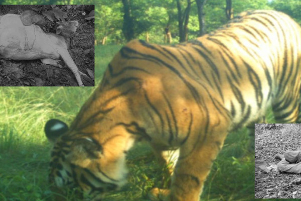 अपडेट: पाटेबाघले मान्छे र गाई मार्यो