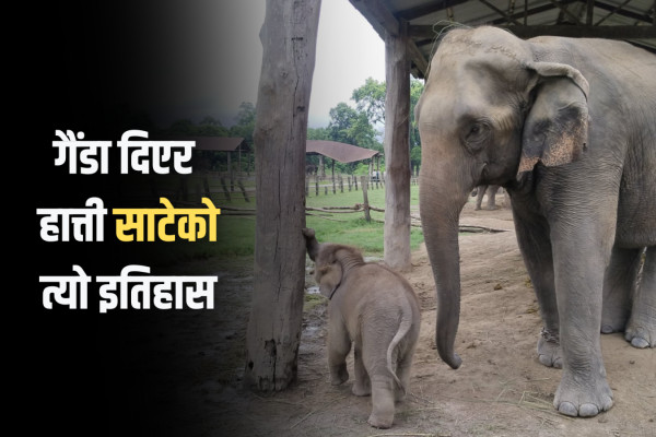 विदेशबाट हात्ती लिएर प्रजनन केन्द्रको सुरुवात: कतारसम्मलाई उपहार !