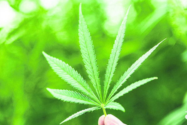 प्रहरीद्वारा सर्लाहीमा गाँजाखेती फडानी अभियान