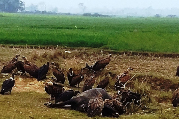 गिद्ध संरक्षणमा विषालु औषधि नियन्त्रण अनिवार्य