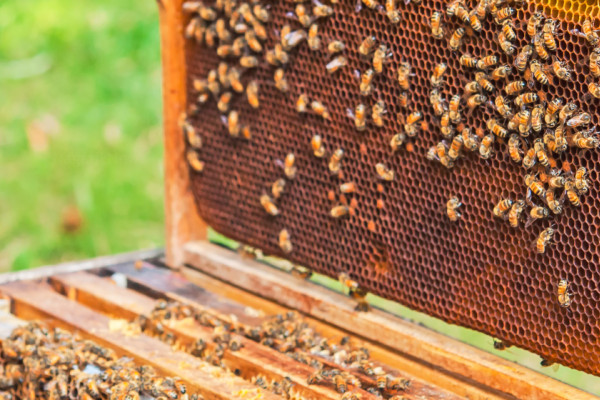 चिसोले कठ्याङ्ग्रिएर मर्न थाले मौरी