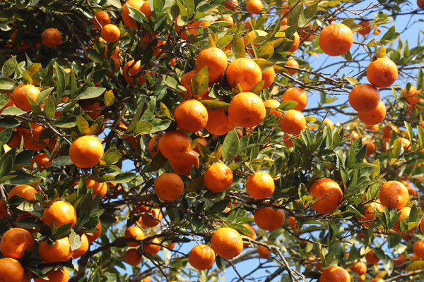 यस वर्ष पर्वतबाट ३२ करोडको सुन्तला निर्यात