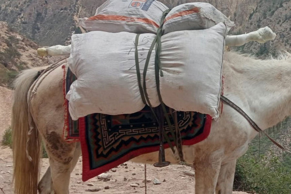 सडकले हरायो ‘खच्चड’