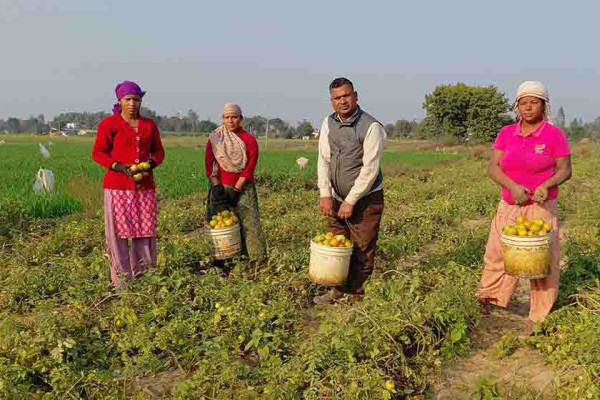 तीन पुस्तादेखि टमाटरखेतीः विदेशको विकल्प बनेको छ वीरेन्द्रको टमाटर व्यवसाय