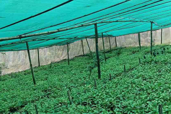 षडानन्दमा ‘गरिबी निवारणका लागि प्राङ्गारिक कफीखेती कार्यक्रम’