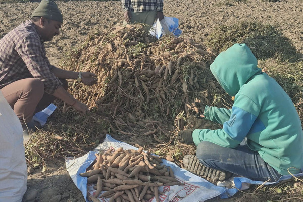 किसानलाई सखरखण्ड खन्नेदेखि बिक्रीका लागि भ्याइ नभ्याइ