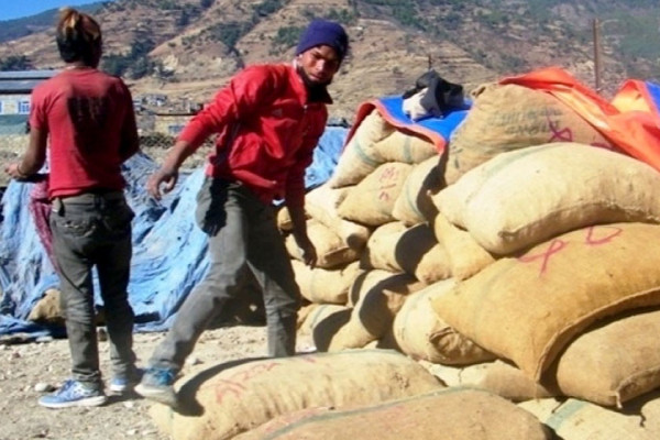 कर्णालीका जडीबुटी कच्चै बाहिरिँदै