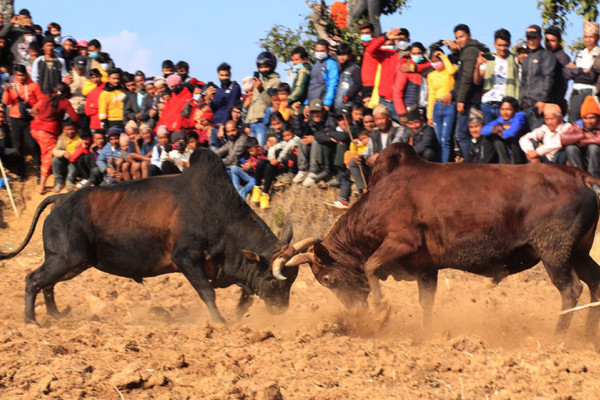 धादिङमा जुधाइयो सय हल गोरु