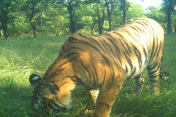 बाँकेमा बाघ आतंक: गाउँमा सन्नाटा